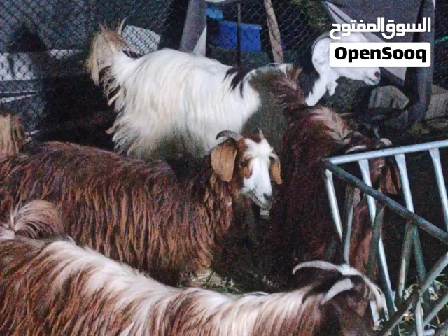 خمسة جدايا سمان مخصايات أعمارهم سنه الئ سنه وشهرين مطلوب لراس 135 قابل للتفاوض بيع جملة