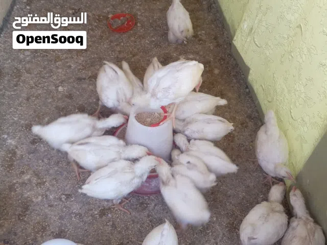 صيصان بلدي هجين عمر شهر (33 يوم) مطعّمة وماكلة نامي مكبوس - إربد