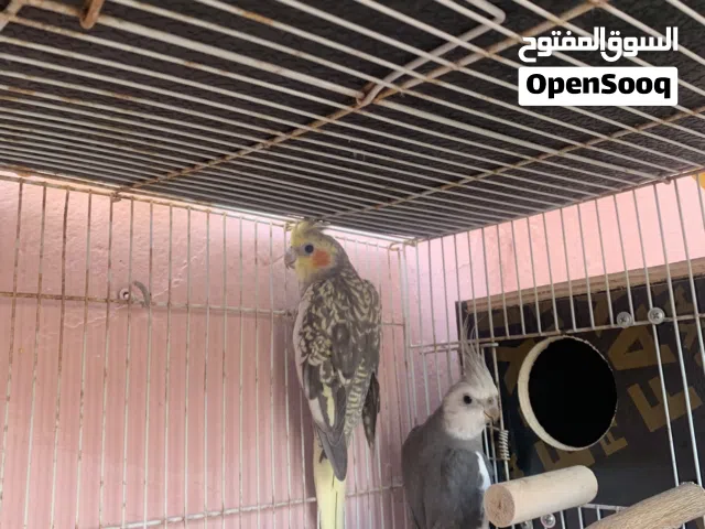 زوج كوكتيل جاهز