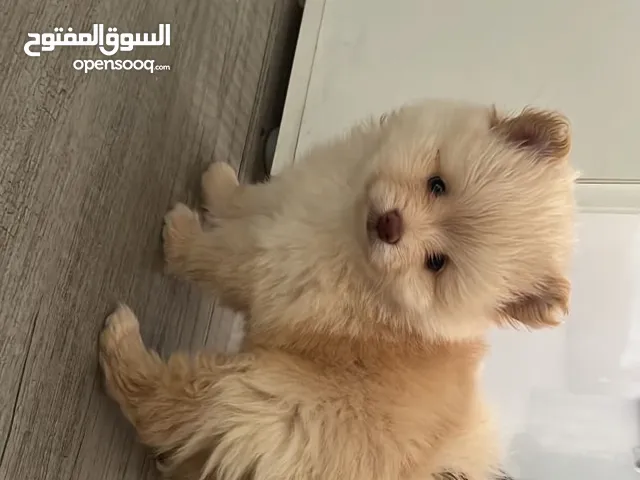 بوميرينيان ذكور 3 شهور