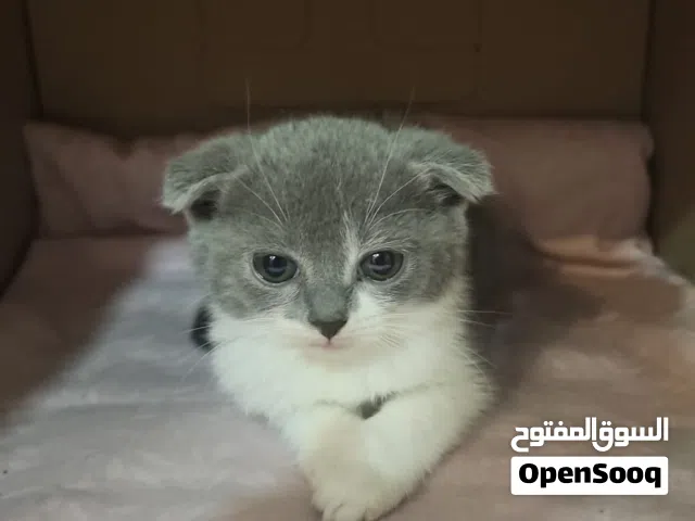 للبيع كتنز سكوتش فولد وستريت