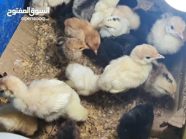 صوص بلدي عمر اسبوع صحة ونضافة بصلاة على النبي كما هو موضح في الفيديو موجود ان شاء الله 50 حبة