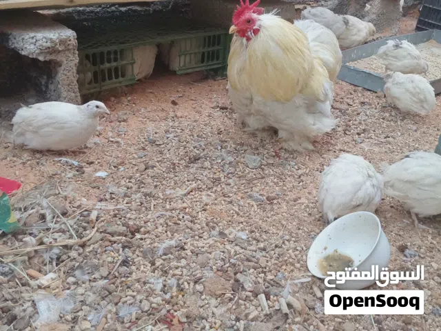 فروج سترالي مشاءالله
