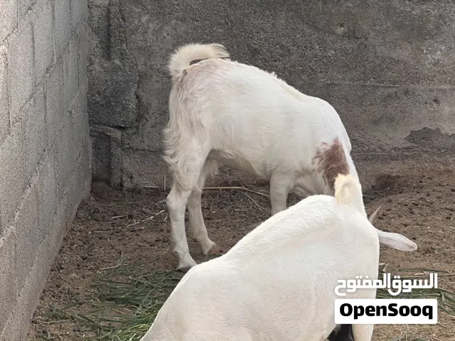 غنم من حلال الصلالي