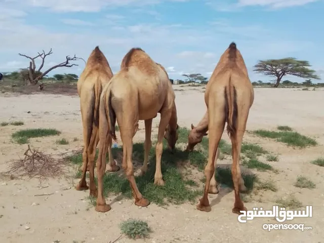 جمال .. قعدان .. اجود بضاعه تصدير السعوديه و سلطنة عمان