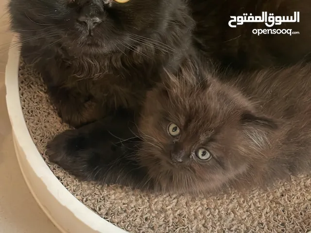 كتن ذكر للبيع male kitten for sale
