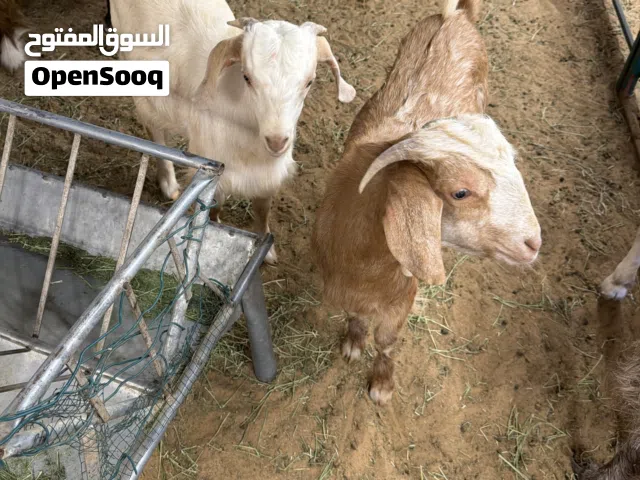 للبيع غنم عمانيات