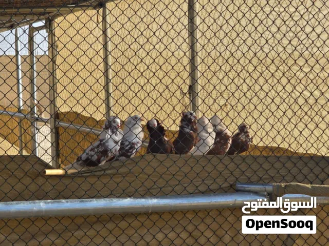 حمام بوفوطه