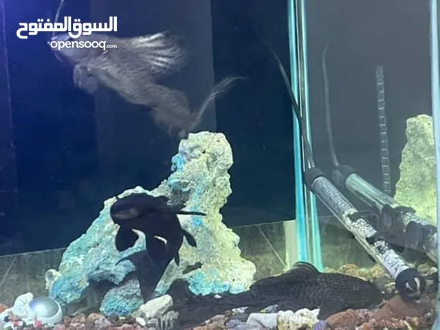 حوض سمك للبيع