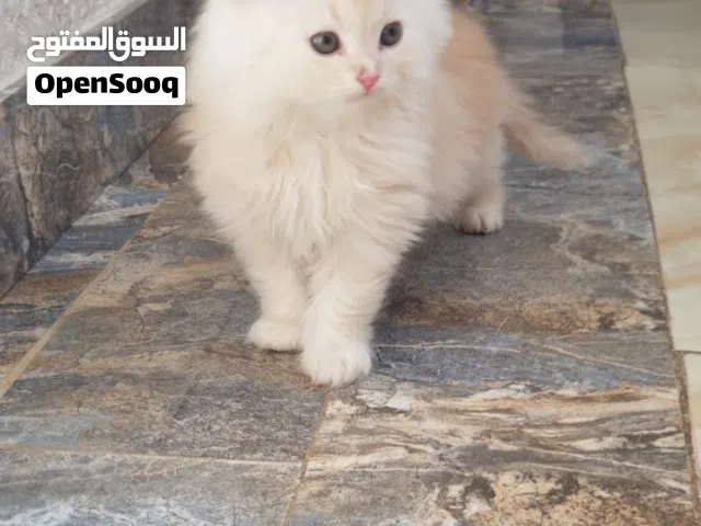 متوفر ذكور شيرازي بيور