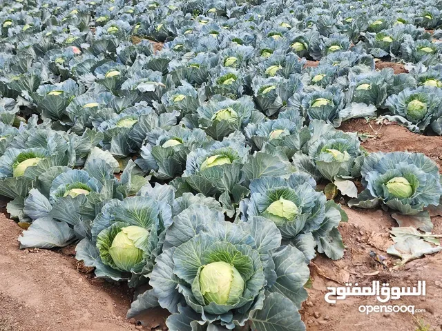 كوبش ابي للحبه نوعيه ممتازة وذات جوده