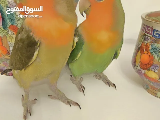 طيور روز اليفه جدآ