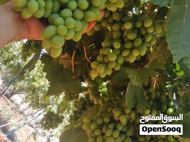 2 دنم للبيع