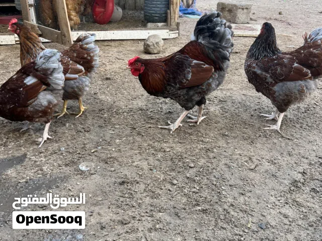 كوبيا ثلاثة درجات فروج وندات بلو العمر 6اشهر