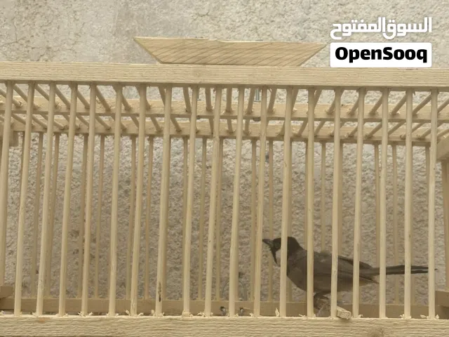 طير اقره وصف