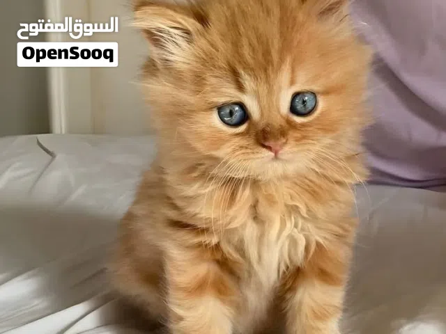 بدي انثى تبني