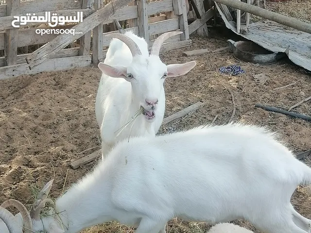 عنز فرنساوية سلالة اصلية ربي يبارك مصدرهم معروف