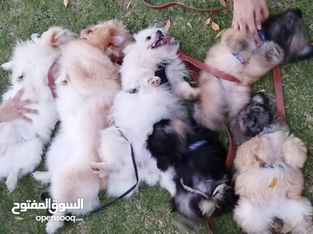 Pomeranian Dog and Puppies ready for Rehoming ¹+¹=³
