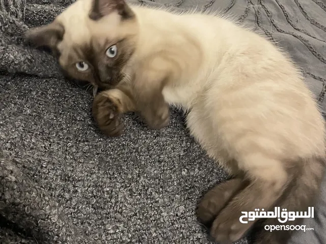 siamese male kitten looking for a new home