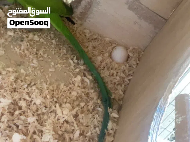 1800 معا 3 بيضات كبار
