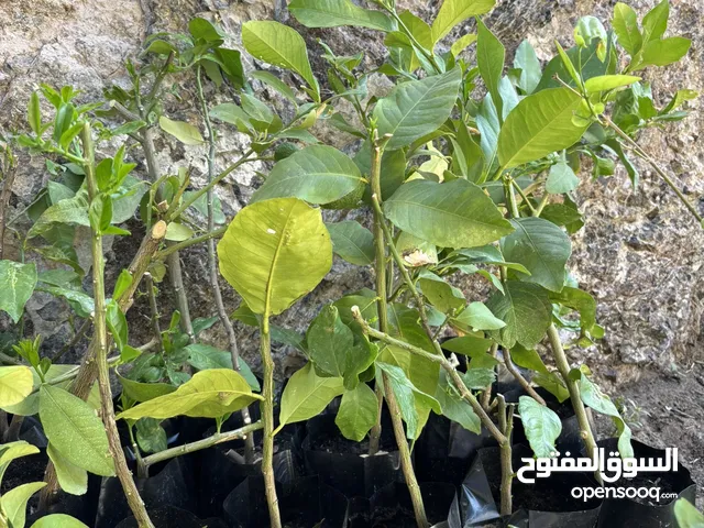 ليمون اردني