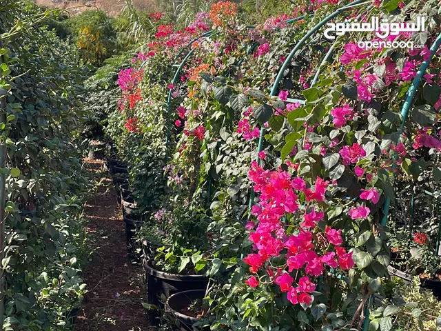 مشاتل الاندلس لانتاج وبيع جميع انواع الاشجار البلديه والمستوردة