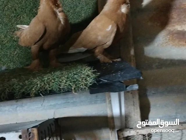 4 اجواز شغالات موجودات الزرقاء الهاشمية