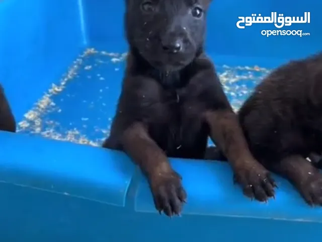 متاح جراو بالجم مالينو دم حامي نار العمر 37 يوم ماخذات المطعوم الاول حبه الدود ذكور وناثي ذكر على 80