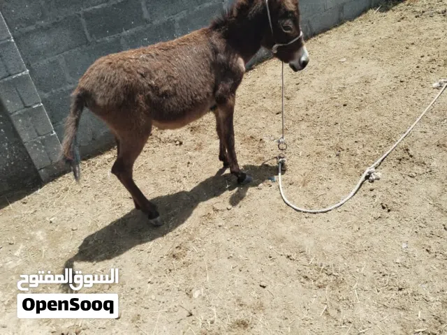 حماره للبيع
