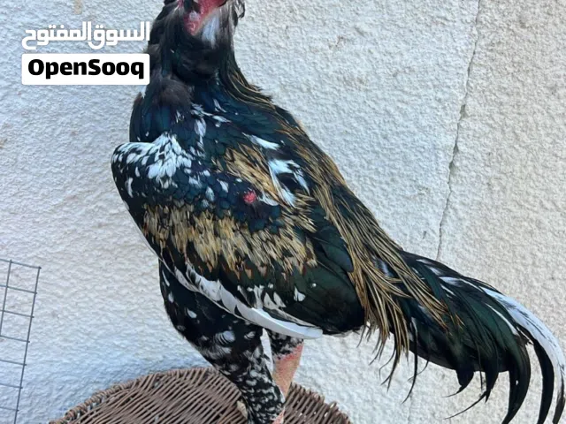 ديك  بوليه أمور طيبه