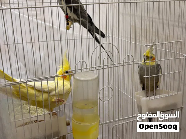 طيور كوكتيل