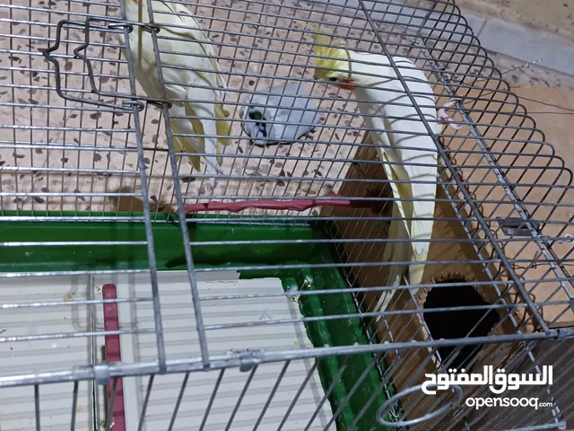 جوز كوكتيل لاتينيو عين حمره جوز مكفول شغل انا مريحة حاليا بغيار ريش موجود فيديو لفراخهن