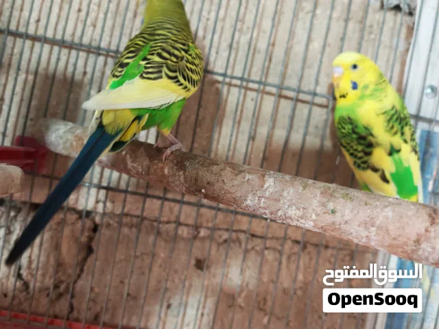 طيور الحب جوز استرالي حبات نخب اول