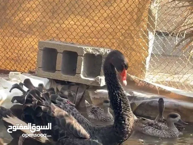 طير البجع الأسود