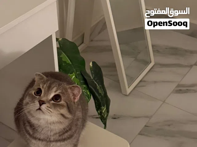 قط ذكر سكوتش فولد