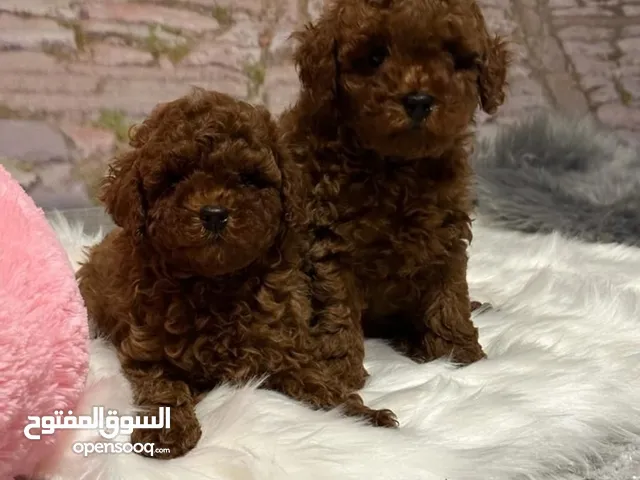CHARMING RED TOY POODLE PURE BREED HOME RAISED  HEALTHY PUPPIES