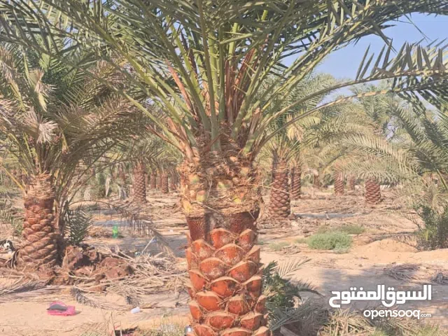 نخل وشنطونيا لزينت القصور والفلل والاستراحات والبيوت مناظر طبيعيه ونخيل مثمر للتواصل