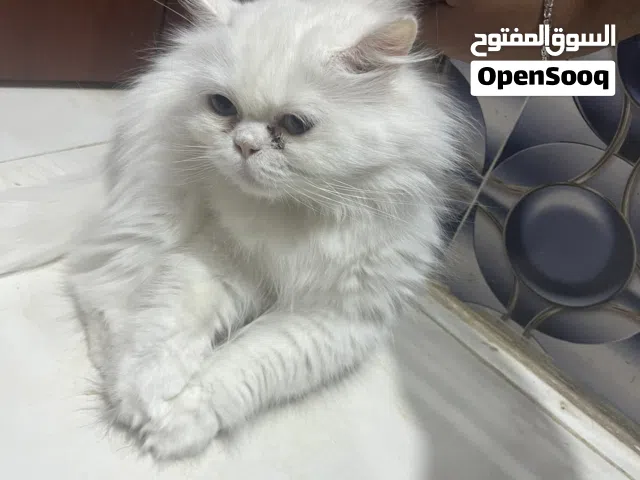 قط شيرازي للبيع او