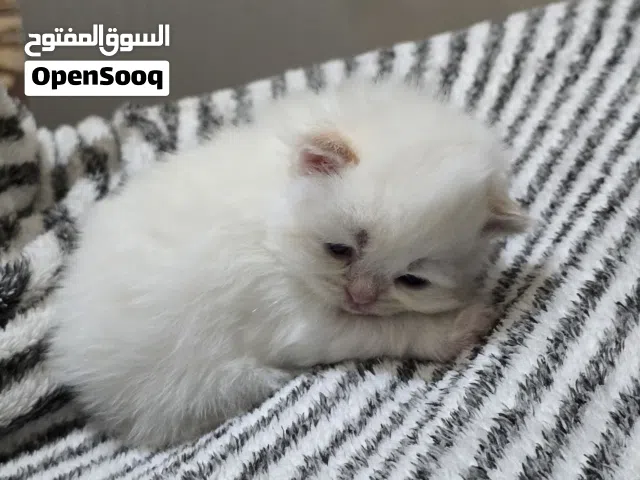 بيرصن هماليا