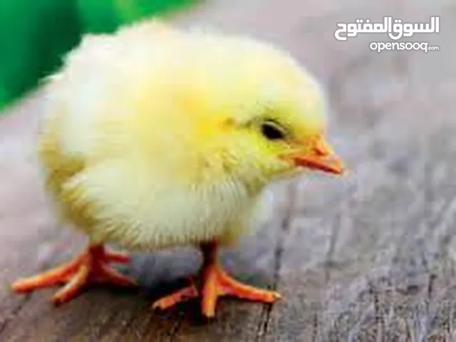 فلاليس للبيع