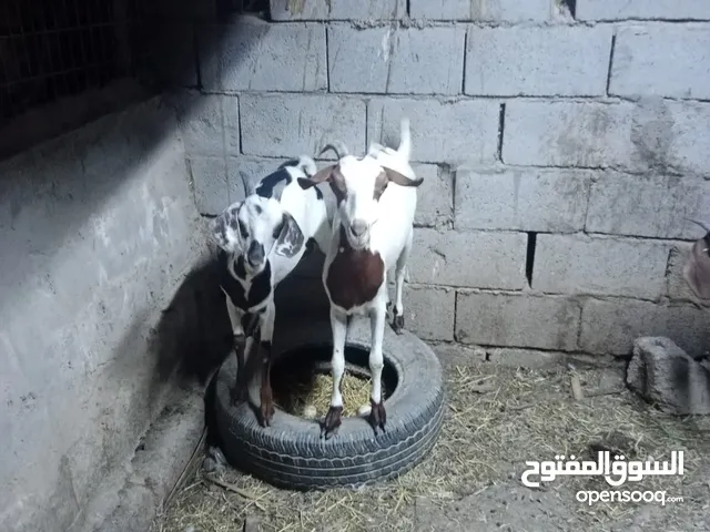 صخول قطريات للبيع
