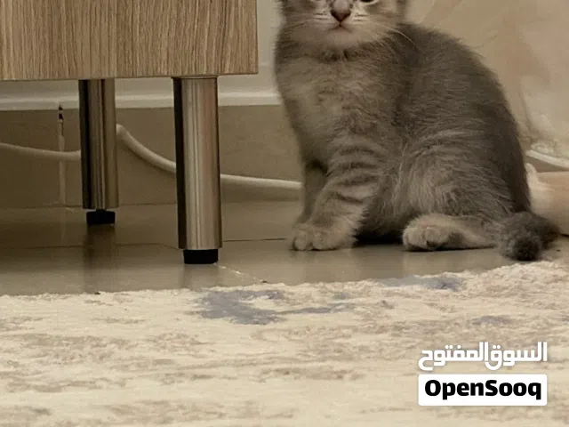 سكوتش دبل فولد