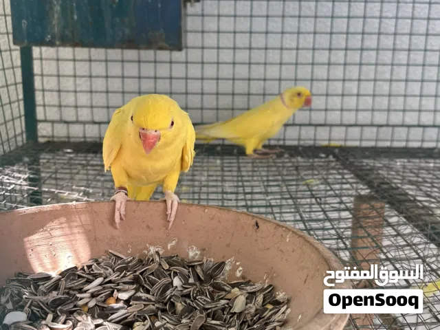 ازواج دره اصفر ملون