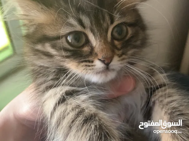 قطط جميلة و هادية للبيع مع اغراضهم بسعر مرتب
