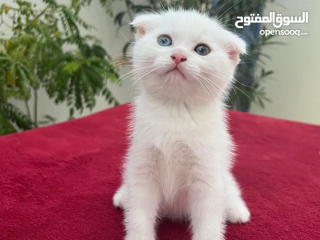 قطط كيتن ذكور و اناث للبيع بصحه جيده خاليه من الامراض متعوده على الاطفال لعوبين ألفين اجتماعين