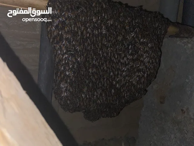 للبيع سبن ابوطويق