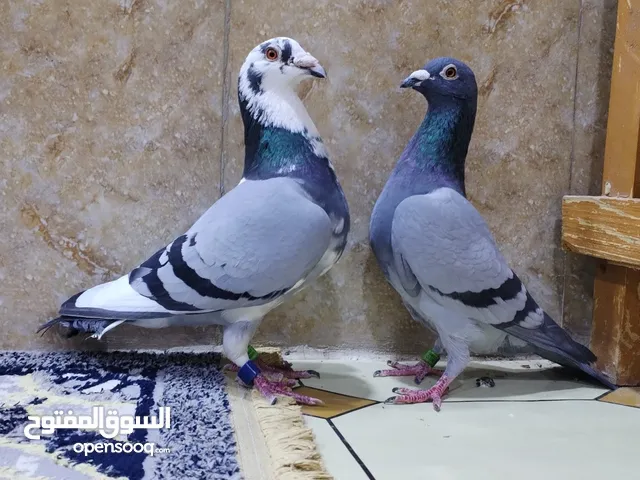 كويتيات 2 طيرة وفحل وصف
