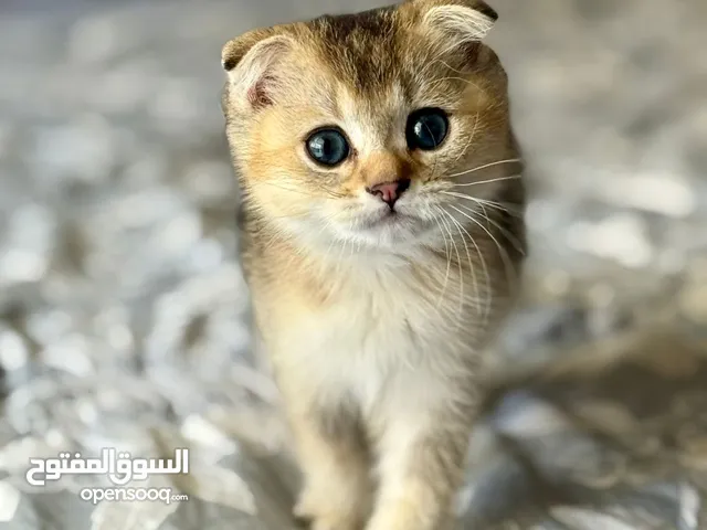 قط ذكر الكوتش فولد بيور من اب وام الكوتش مستوردين مستعد لبيته الجديد