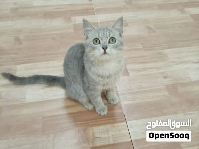 للبيع قطط من نوع سكوتش بيور بألوان مختلفه ماعليك غير تكبش الصوره اقراء الوصف