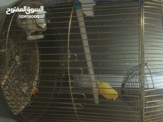 beautiful singing canary with 6 finches with 5 cages everyone healthy birds only 20 KD